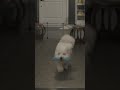 Woof woof!  Hip hip hooray, I got it!✌🏻 #puppies