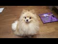 ШПИЦ-ВОРЧУН / THE GRUMPY POMERANIAN :)