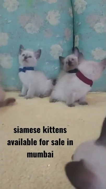 Watch the video about Siamese kitten for sale in mumbai 8286907014