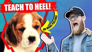 How To Get Your BEAGLE To WALK TO HEEL by Fenrir Beagle Show 2,027 views 3 years ago 10 minutes, 2 seconds