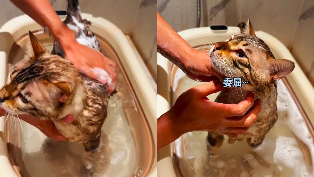 臭八條！每次幫他洗澡都搞得手癢癢的，全是過敏源！【小锋小志的猫咪小院】