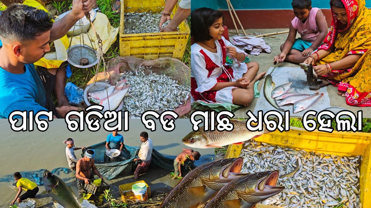 ପାଟ ଗଡିଆ ବୁହା ହେଲା l ଧରା ହେଲା ବଡ ବଡ ଫଳି, ସେଉଳ, ବାଳିଆ, ମହୁରାଳୀ l Gouranga Nayak Odia Vlogs