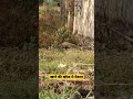 where is my Lunch? #nature #animallover #shortvideo
