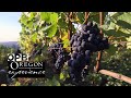 Grapes of place comment loregon a chang le monde du vin  exprience de loregon  opb