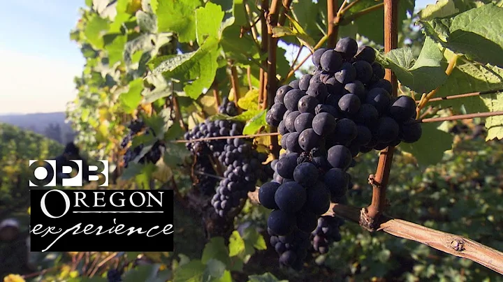 How Oregon changed the world of wine | Oregon Expe...