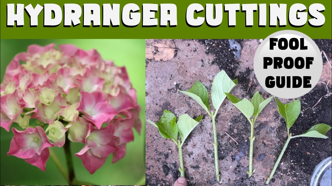 FREE HYDRANGEAS: Hydrangea cuttings made easy.