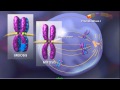 Meiosis - Plants and Animals