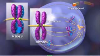 Meiosis - Plants and Animals