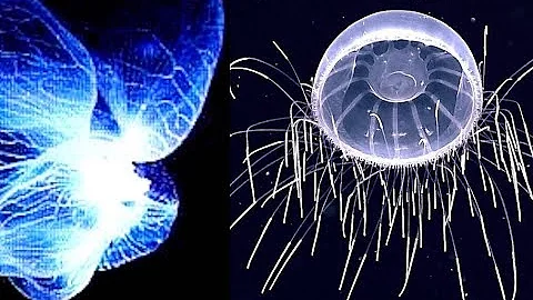 Top 5 Mesmerizing Deep Sea Creatures | Deepsea Oddities: Countdown