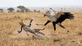 A Stolen Snake Leads to a Standoff: Secretary Bird Fights a Serval Cat-AI story