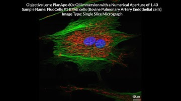 Olympus FLUOVIEW FV1000 Confocal Microscope