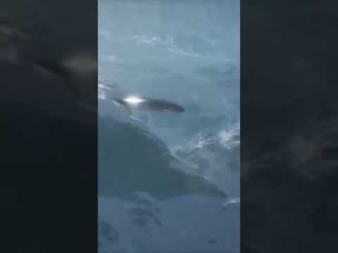 Video: Oppdaget UFO-base Under Vann Som Er Skjult I Dypet Av En Innsjø I Kamchatka - Alternativ Visning