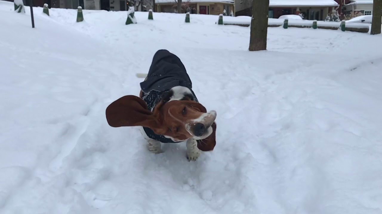puppy paradise slowmo basset shake!