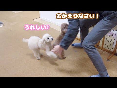 平日なのにパパが突然お昼に帰ってきて大歓迎するトイプードル達！
