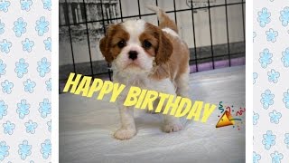 Амору 1 год 🎉 Как это было ❤️ Кавалер Кинг Чарльз Спаниель🐶 Амору 1 год 🎉 Как это было ❤️ Кавалер Кинг Чарльз Спаниель🐶