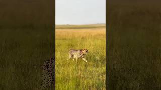 1st Safari Game Drive