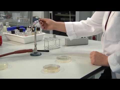 Video: Bakterien mit aseptischer Technik ausplattieren - Gunook