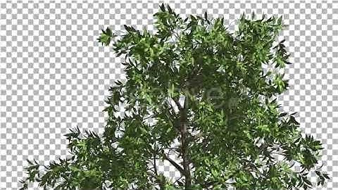 Orange Tree Crown Cut of Chroma Key Tree on Alfa | Motion Graphics - Envato elements