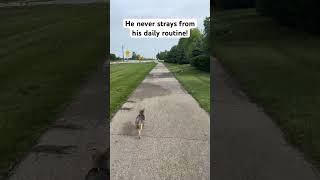 If you need an accountability partner, Paxton has you covered! #pets