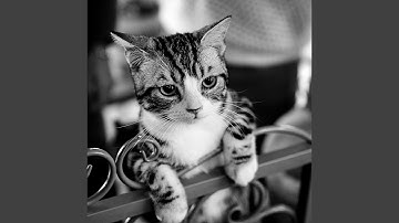 Sensational Backdrops for Lazy Cat Days