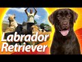 LABRADOR RETRIEVER: o cão multitarefa | Guia de Raças Baw Waw