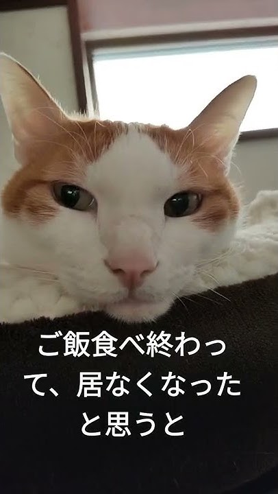 It Is A Cat Who Became Sleepy After Eating Rice it-is-a-cat-who-became-sleepy-after-eating-rice