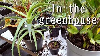 Retreat to the greenhouse | Slow living