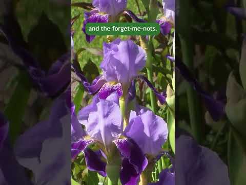 Βίντεο: Forget-Me-Not Weeds - Συμβουλές για τον έλεγχο των φυτών Forget-Me-Not