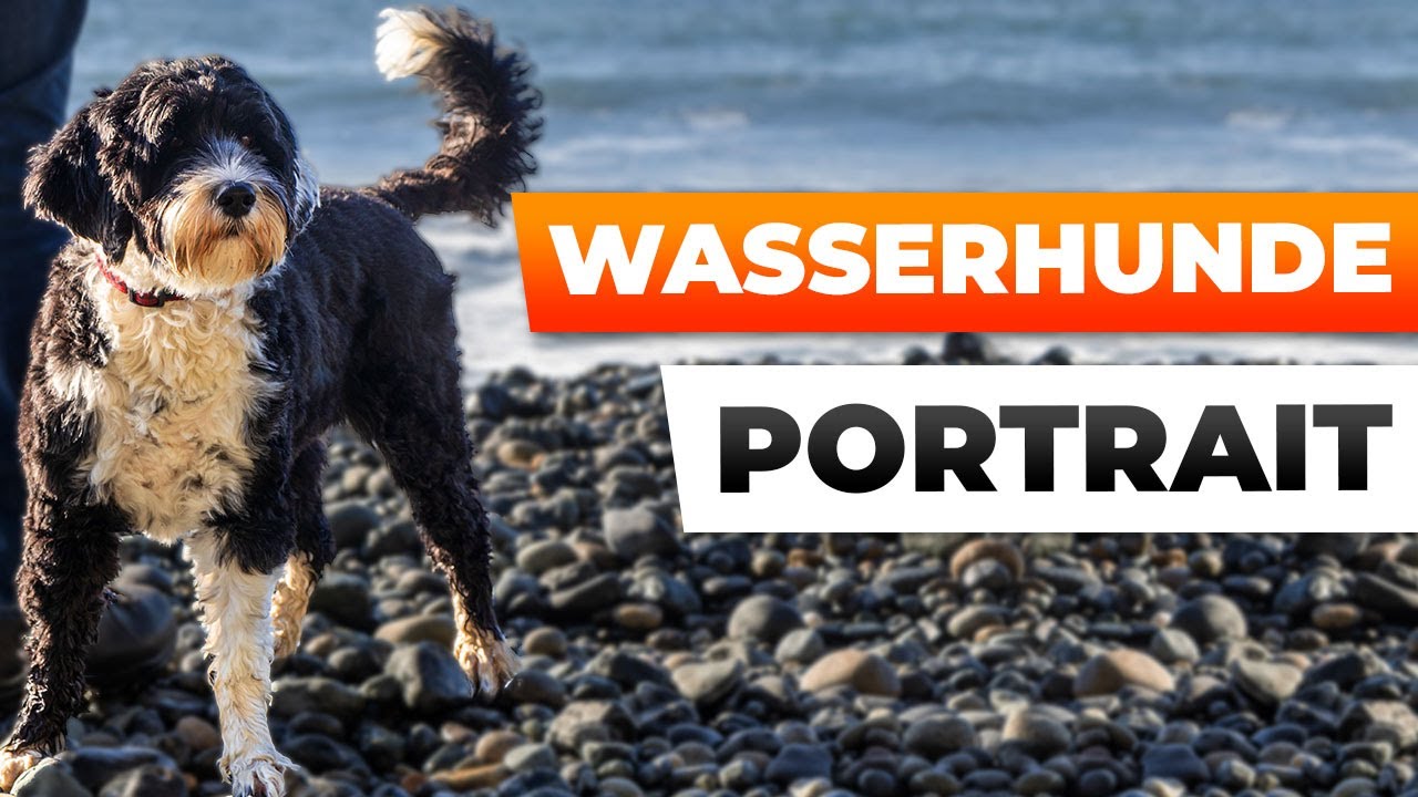Wasserhunde – alles über die ausgezeichneten Schwimmer