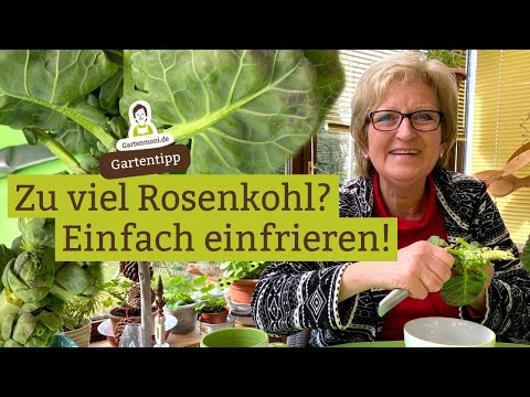 Rosenkohl einfrieren