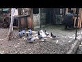 Adana Güvercini - Şami Güvercin Tanıtım Videosu