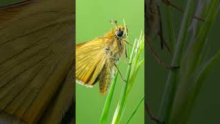 Photographing a Large Skipper with the Sony 100mm macro Photographing a Large Skipper with the Sony 100mm macro
