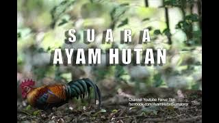 Suara pikat Ayam hutan jantan jernih/100%pasti nyaut