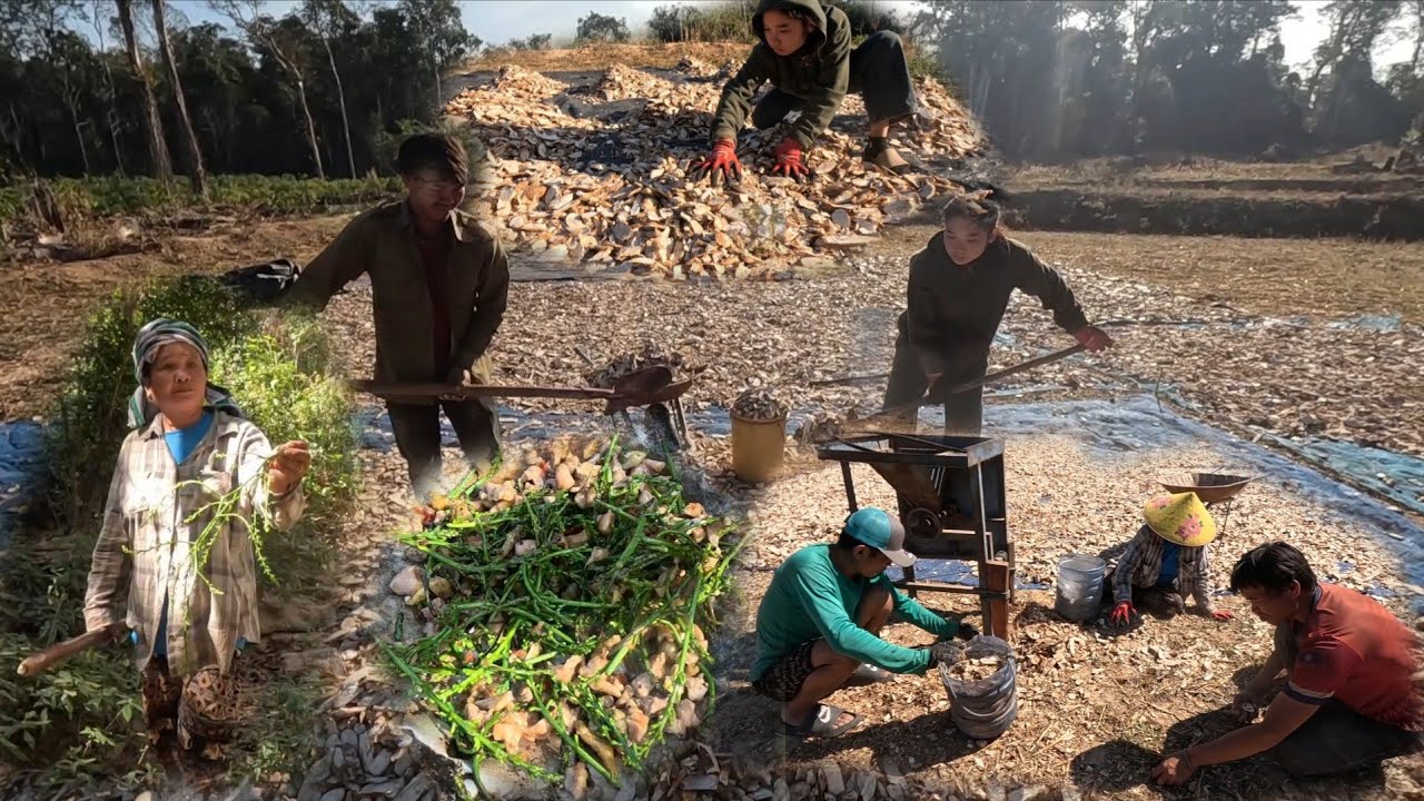 ຜັດຊີ້ນໄກ່ໃສ່ຍອດກາງແຄນ//ผัดเนื้อไก่ใส่ยอดกางแคน