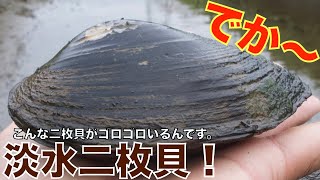 【ガサガサ】二枚貝がゴロゴロする環境には、多くの魚種が生息していました〜。NO.67