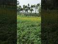 mera Gaon ka Kalyan#video
