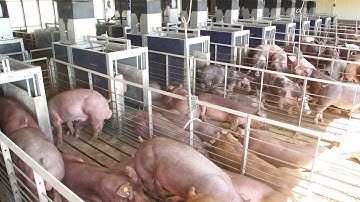 Freeda Pig Performance Testing