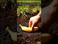 “A Banana Grew Here in 90 Days 😳” #banana #nature #satisfying #shorts