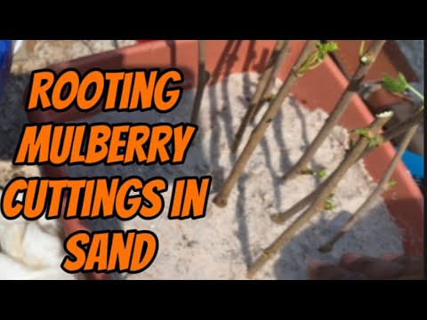 Rooting Mulberry Cuttings In Sand