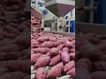 From Farm to Crunch: Inside the Purple Sweet Potato Chip Factory! 🍠✨