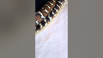 carpet python