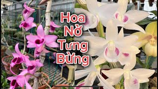 Nhiều giống hoa Lan đang Nở tưng bừng.