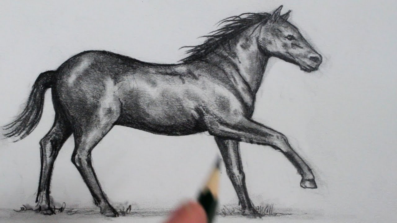 Horse Pencil Sketch at PaintingValley.com | Explore collection of Horse  Pencil Sketch | Arte equina, Desenhos de animais realistas, Cavalos pintados