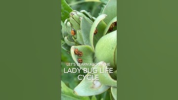How Ladybugs help gardens! {Beneficial Bugs}