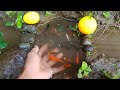 Seru mencari ikan cupang warna warni ikan molly balon lucu ikan mas ikan lele ikan lemon platy