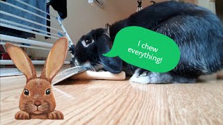 BUNNY REACTS TO PET BRUSH | DO RABBITS NEEDS TO BE GROOMED
