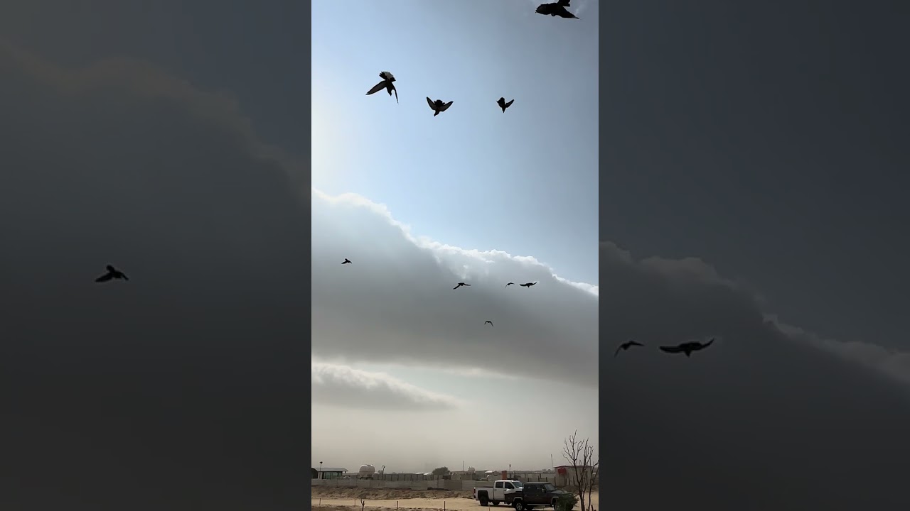 هلاوغلا بالزين المعجل لم اللم بالهوا السامت