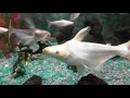 Lovely Fishes 😘😘😘