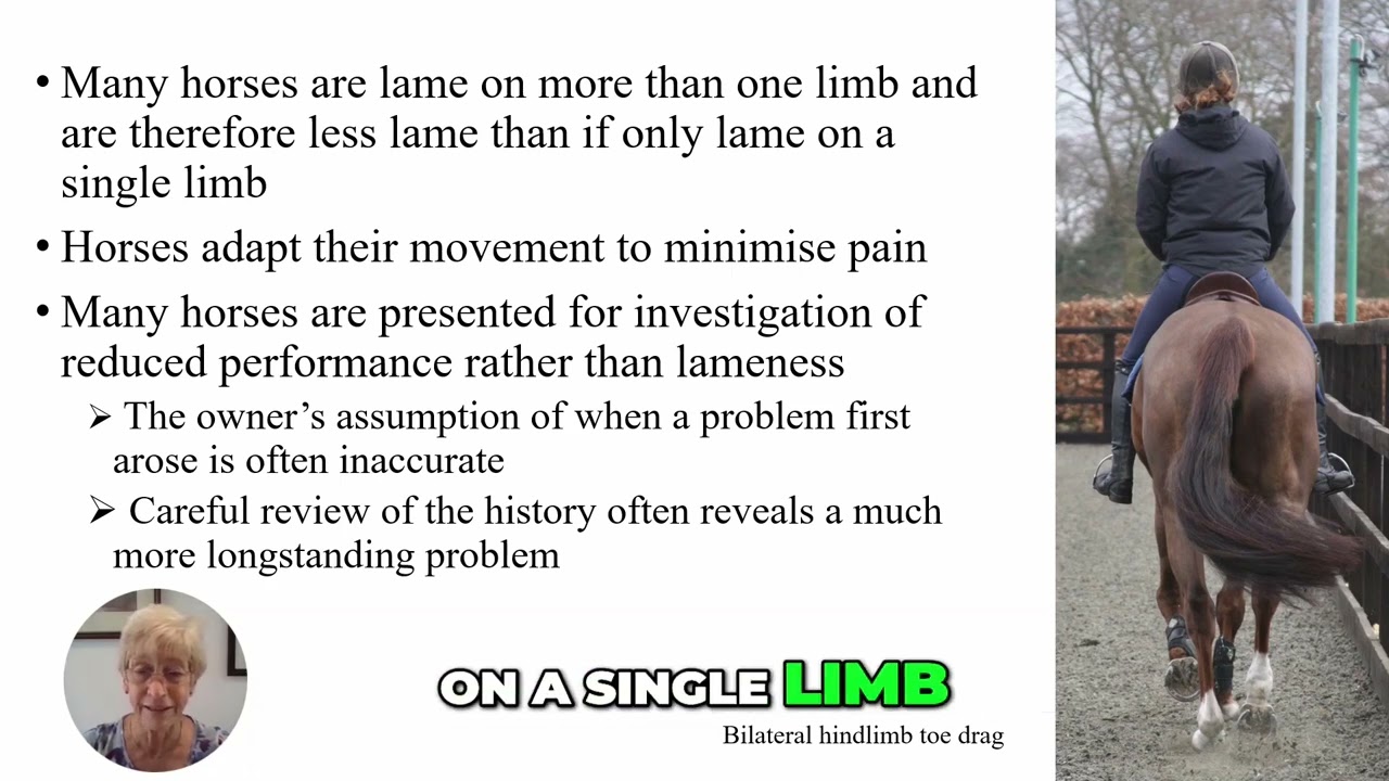 Is “Lazy Hindlimb” a Real Diagnosis? Uncovering Hidden Lameness in Horses