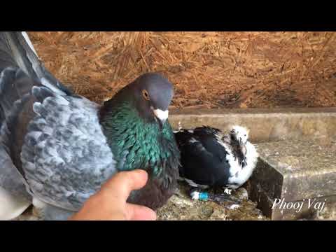The Corries --- The Bantam Cock from YouTube · Duration: 4 minutes 31 seconds The Corries --- The Bantam Cock from YouTube · Duration: 4 minutes 31 seconds